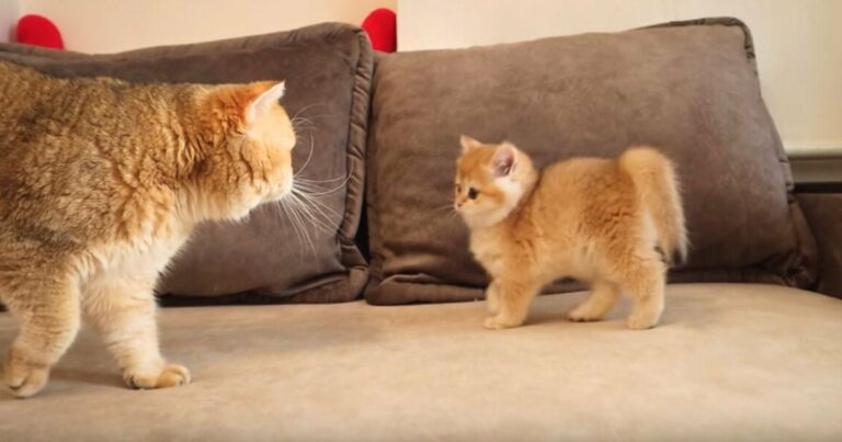 Apa macska nem tudja visszatartani az izgalmat, amikor először találkozik a mini-fiával