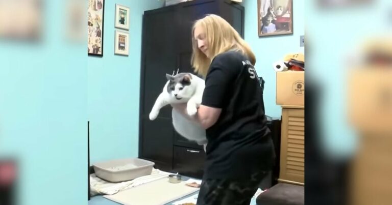 a súlya miatt leadott 40 kilós macska megtalálja azt az otthont, amire mindig is vágyott