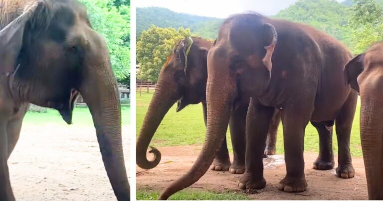 A mozgássérült elefánt hallja, hogy a barátai “hívják őt”, és az édes izgalom megolvasztja a szíveket