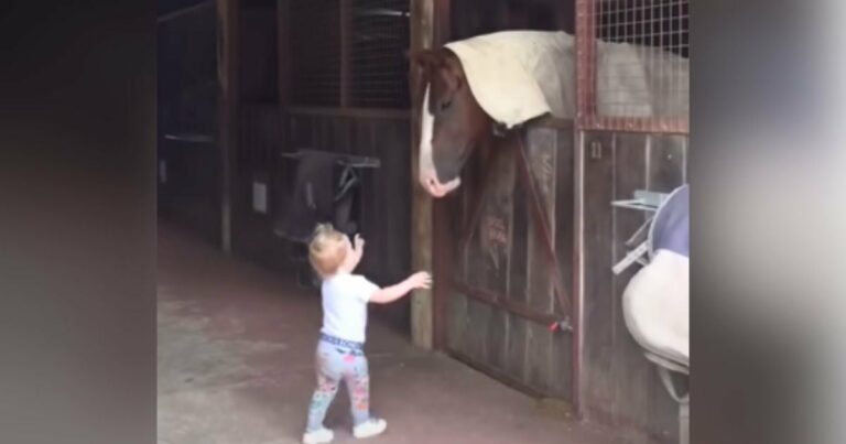 Kislány elolvasztja a szíveket imádnivaló “reggeli üdvözléssel” a nagybácsi lovainak