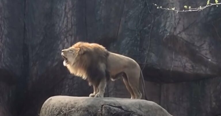 Az oroszlán olyan erős és hangos üvöltést bocsát ki, hogy több mint 21 millió megtekintésnél jár