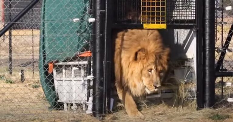 a 15 évig betonketrecben ülő “magányos” oroszlán először ér fűhöz
