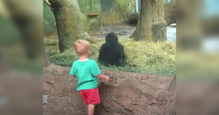 A kisgyerek és a gorillabébi összezárják a szemüket, majd olyan játékot kezdenek játszani, amit senki sem hagyhat figyelmen kívül