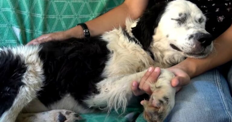 Elhanyagolt kutya elalszik a megmentő ölében, miután felismerte, hogy biztonságban van