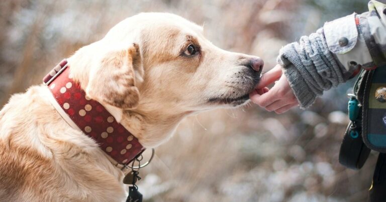 Tanulmányok szerint a kutyák meg tudják állapítani, ha valaki “rossz” vagy “megbízhatatlan” ember