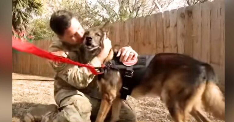 A katona nem tudja visszafogni az érzelmeit, amikor végre újra találkozik szeretett nyugdíjas katonai kutyájával