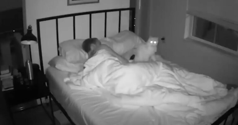 A tulajdonos kamerát állít fel a hálószobában, hogy végre kamerával rögzítse a sunyi macskák akcióit
