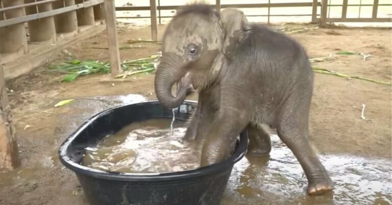 Cute clumsy elephant jumps into first-ever bath and melts 4M hearts