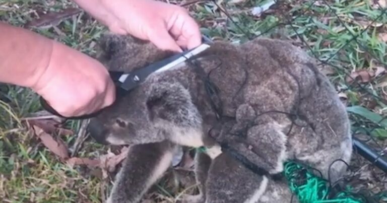 A nő kivágja a koalát a kerítésből, és az ő “köszönete” több mint 1,5M szívet érintett meg
