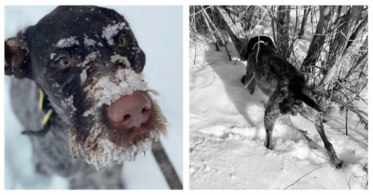 A kutya hirtelen átfut a havas fákhoz, figyelmeztetve a gazdát, hogy nincsenek egyedül