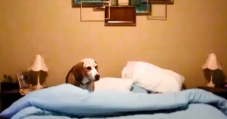Beagle szívek ezreit olvasztja el, amikor bemutatja vicces “lefekvési rutinját