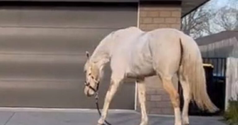 “Éhes” ló folyton kiszáll az istállóból, hogy a közeli klinikán lévő betegekről leemelje a rágcsálnivalókat