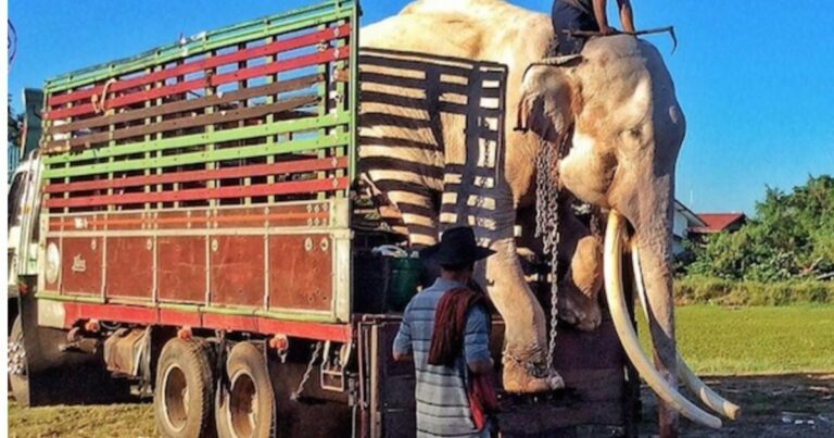 A turisták szórakoztatására több mint 40 éve kényszerített elefánt végre megkapja a szabadság első ízét