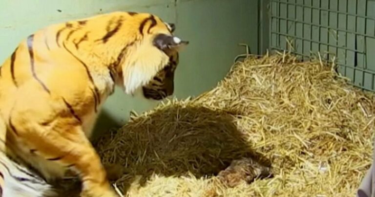 Tigris mama életet ad egy élettelen kölyöknek, de megmenti az életét, amikor anyai ösztönei működésbe lépnek