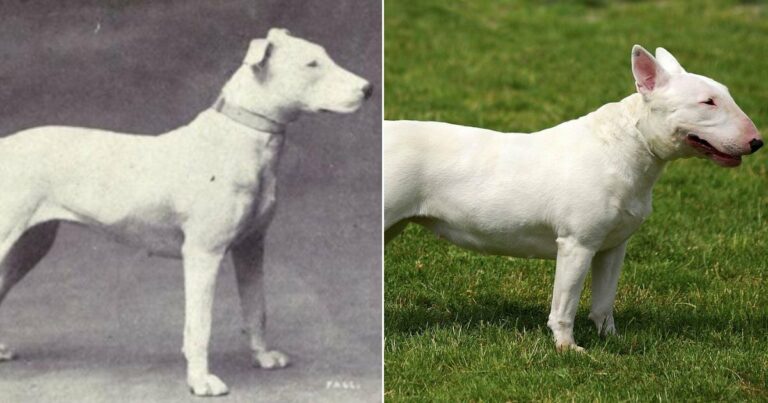 Hogyan tett tönkre 100 év szelektív tenyésztése több mint 10 népszerű kutyafajtát