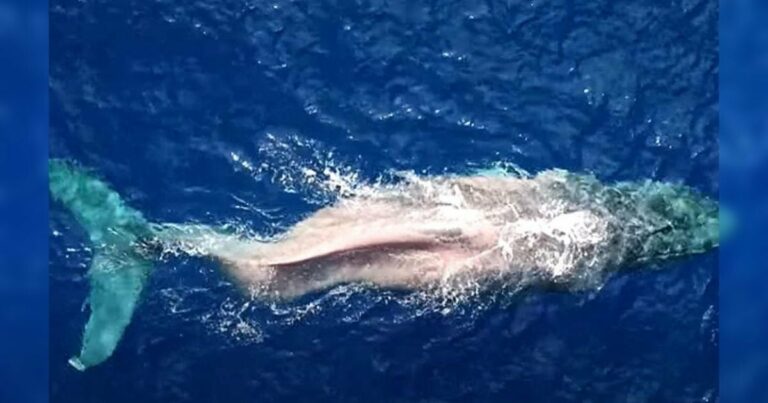 A bálna meglepte a kutatókat azzal, hogy törött gerinccel 3000 mérföldet úszott át az óceánon