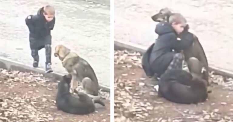 Idegen látja, hogy egy kisfiú megáll, hogy megölelje az utcai kutyákat az iskolába menet