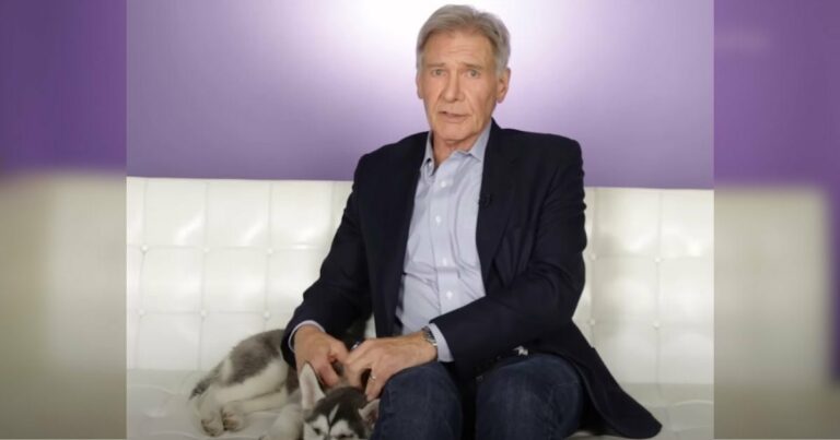 Imádnivaló husky kiskutya teszi a fejét Harrison Ford ölébe, és ő majdnem elolvadt