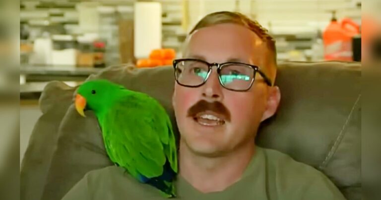 Elveszett papagáj “beszél” haza a gazdájához