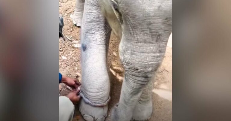 Az egész életét láncra verve töltött elefántbaba nem tudja visszafogni az érzelmeit, amikor végre kiszabadul